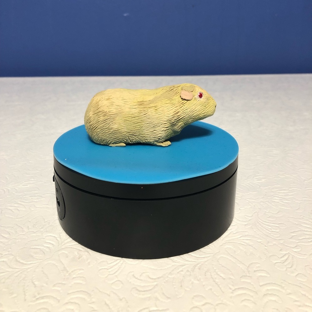 Here’s a cute guinea pig 3 inches long.